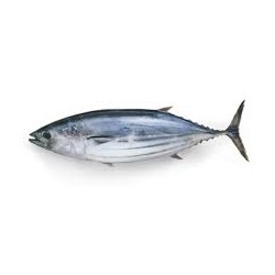 POISSON BONITE 10KG