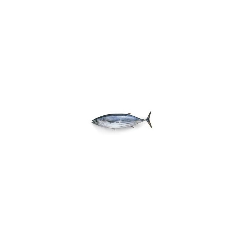 POISSON BONITE 10KG